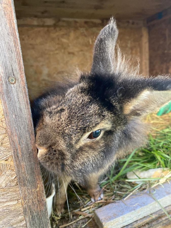 Séjour à la ferme Unteradamerhof Sexten