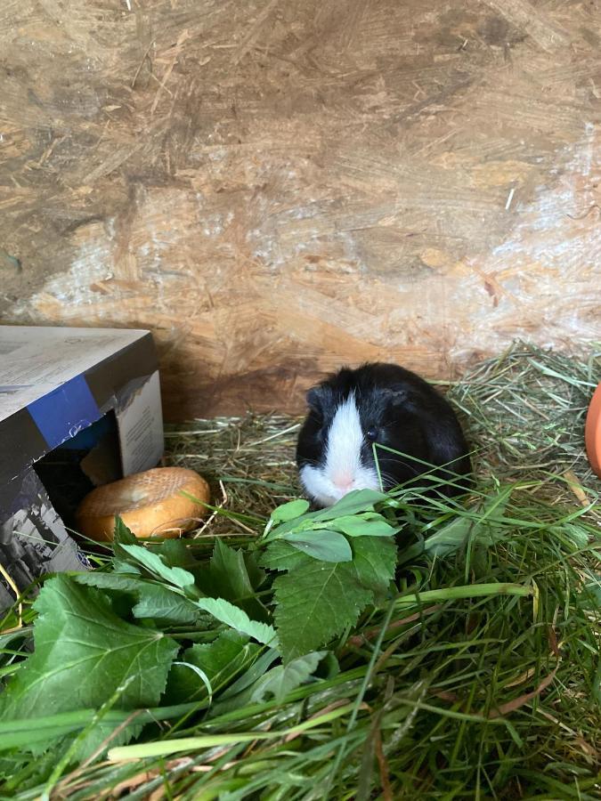 Séjour à la ferme Unteradamerhof *